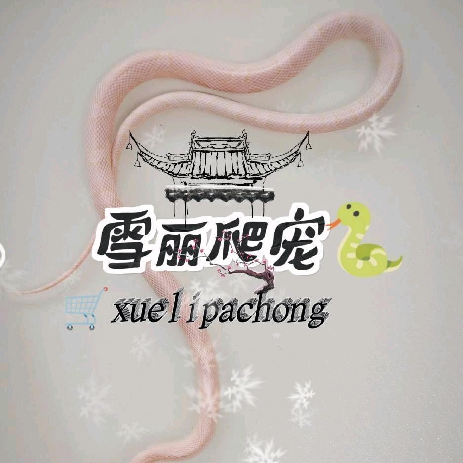 雪丽爬宠🐍（出蛇🐍）