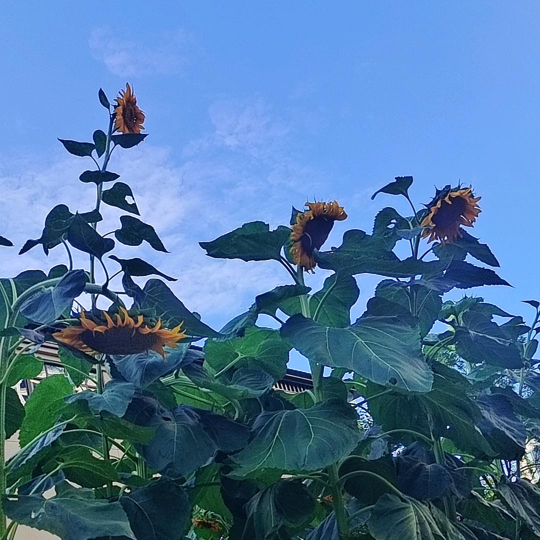 ღ᭄珍珍💕꧔ꦿ