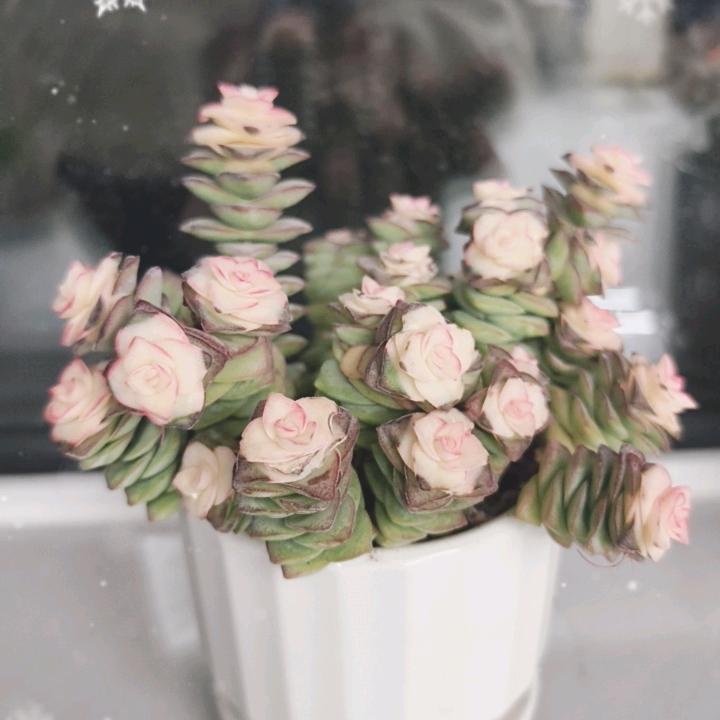 美好🌸时光