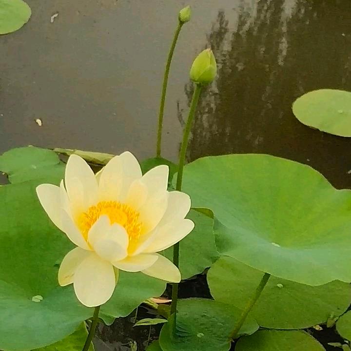 保定涛哥