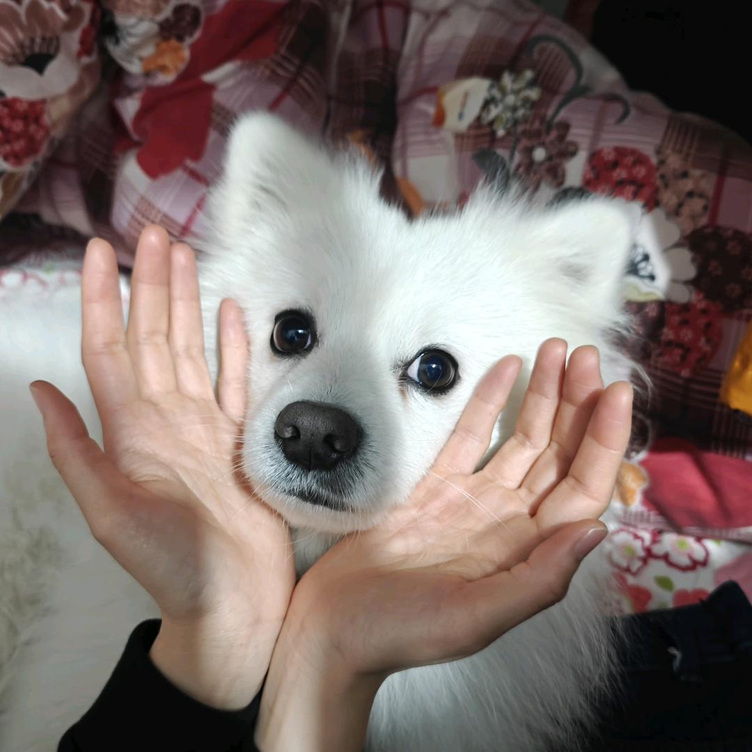 呓语