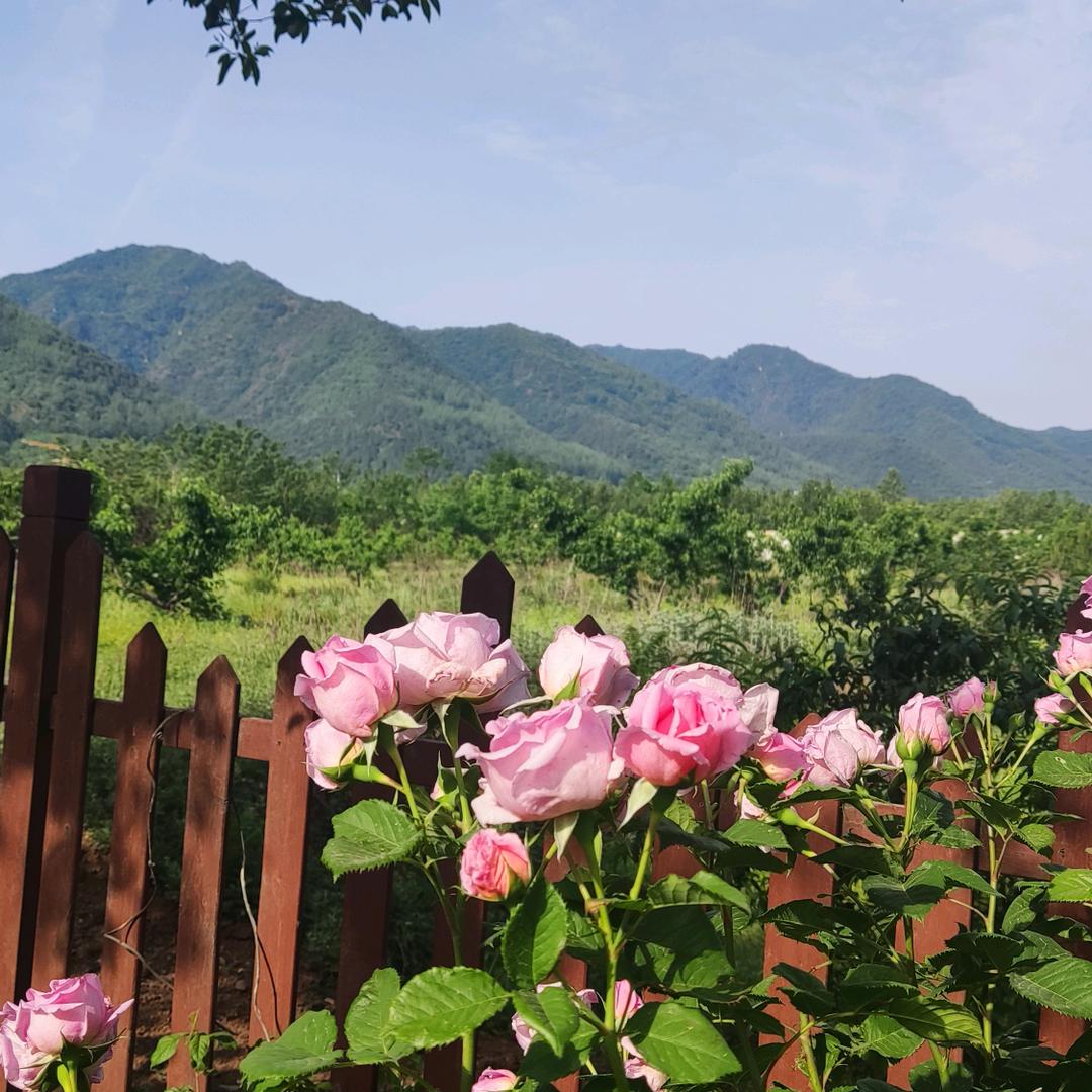 李老师的理
