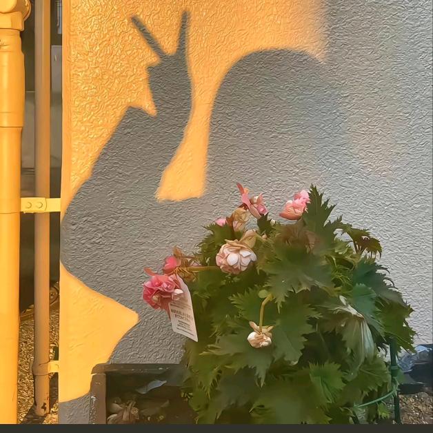 Wendy🌺