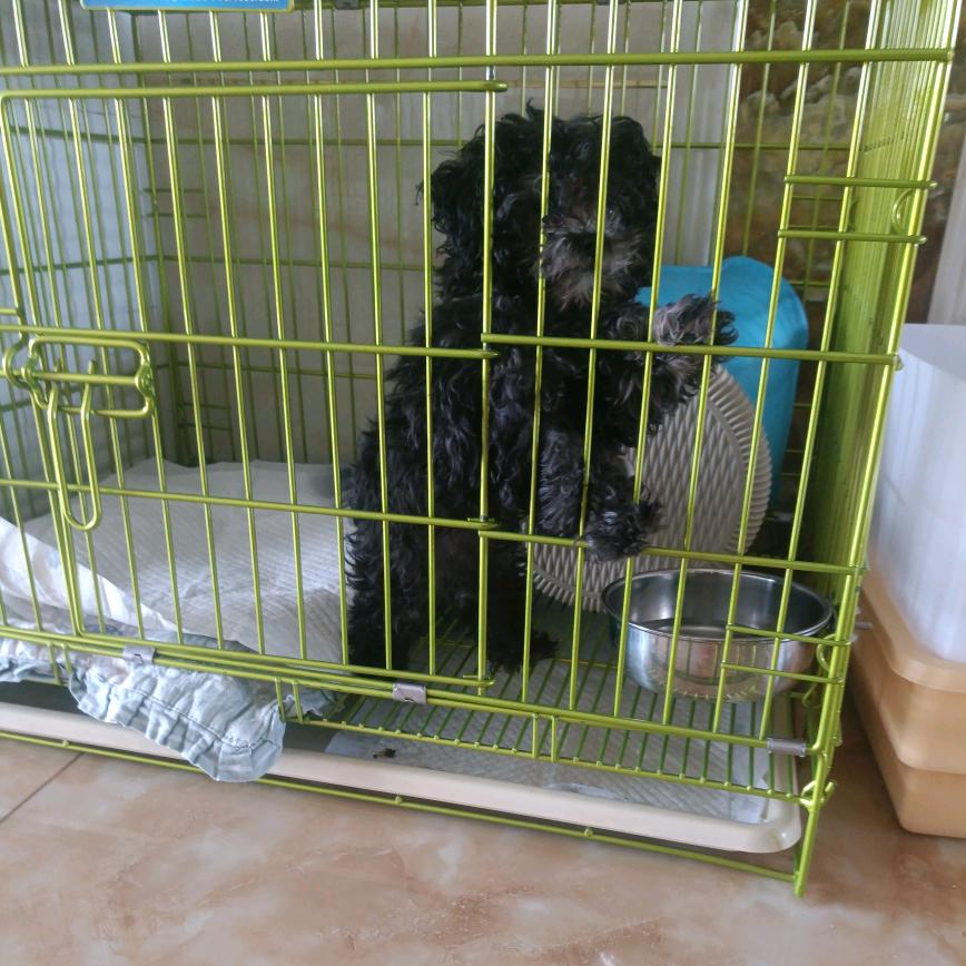 橘子泰迪萌宠日记。