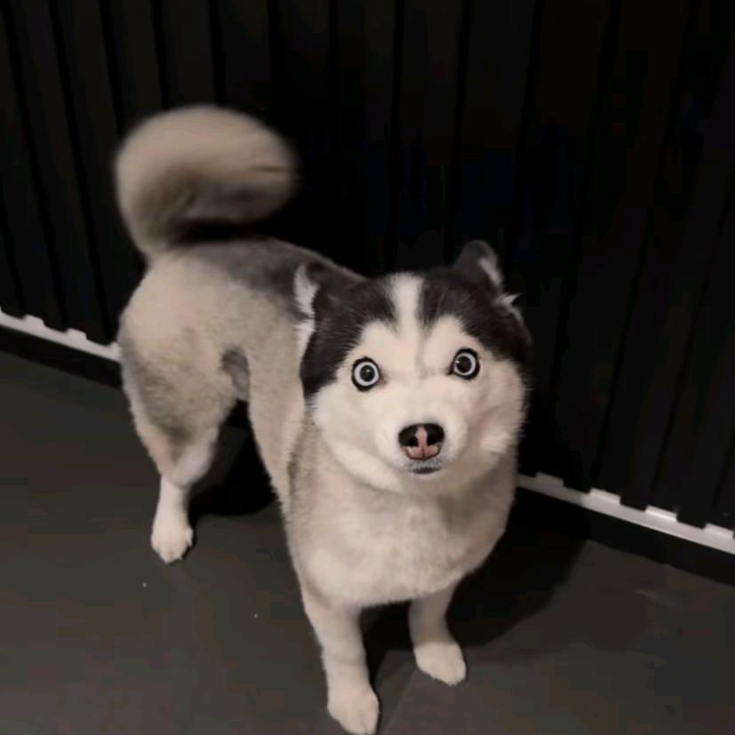 小杨哥