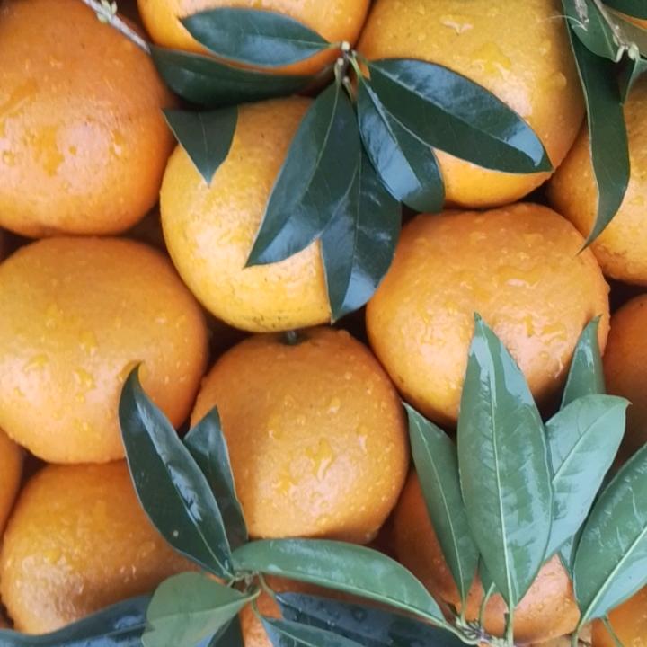🍊橙風破浪🍊