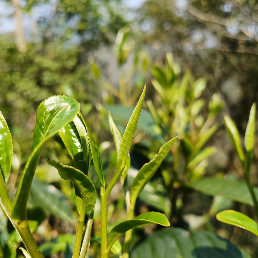 普洱李的茶