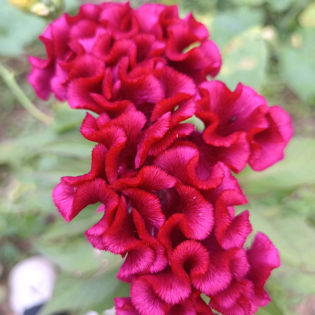 今天也要开心丫