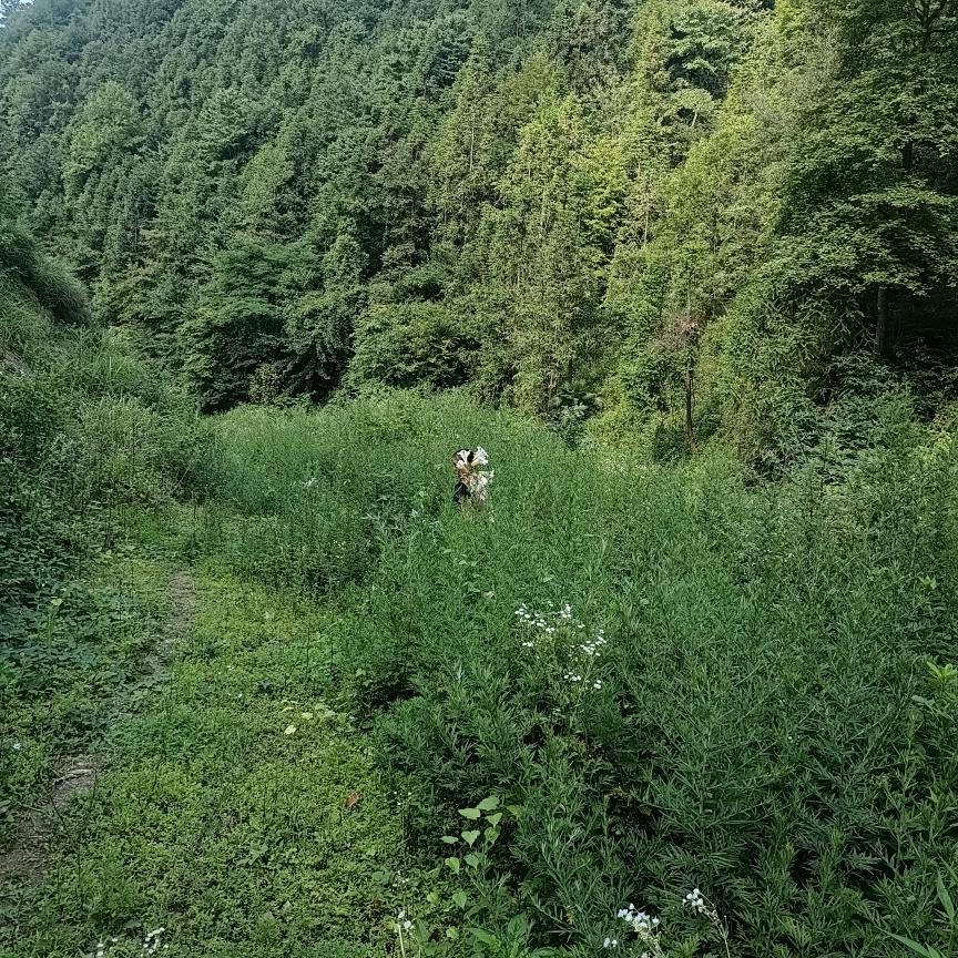 老郑