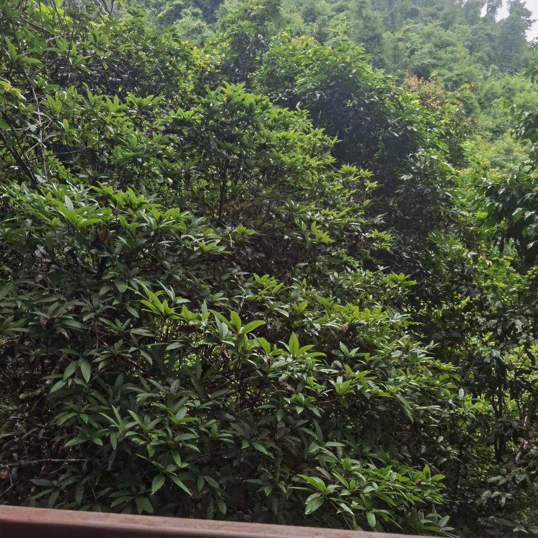 大山aa