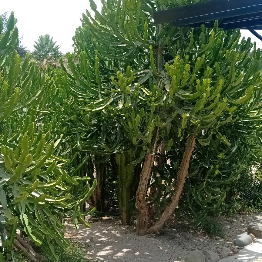 随心而定