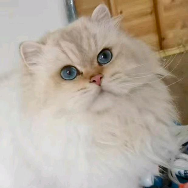 老狐狸的金豆子