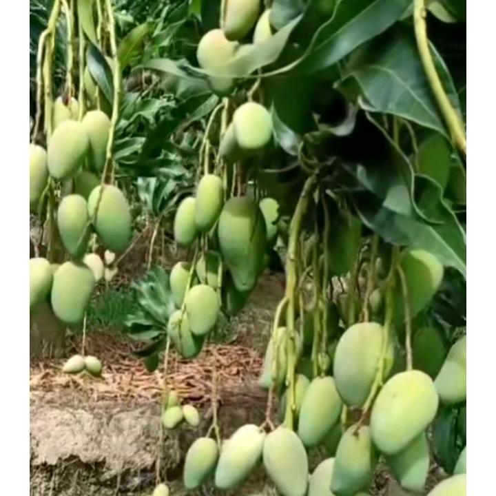 冬姐