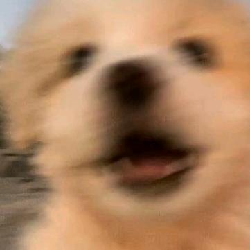 巴拉语录