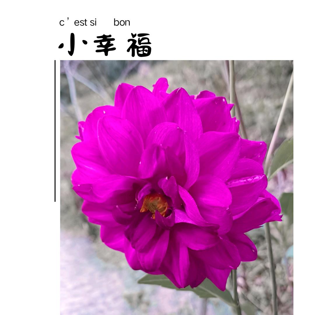 咖啡(･ิϖ･ิ)っ不加糖