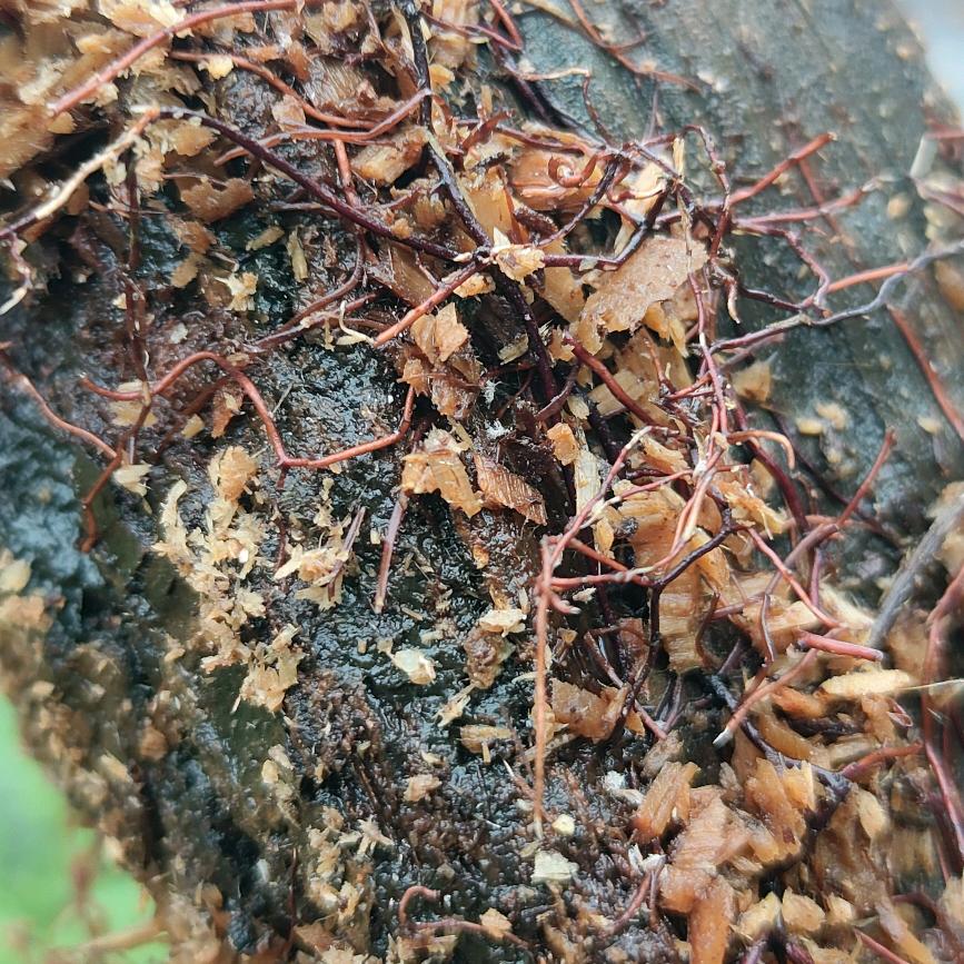 野生老土菌培育