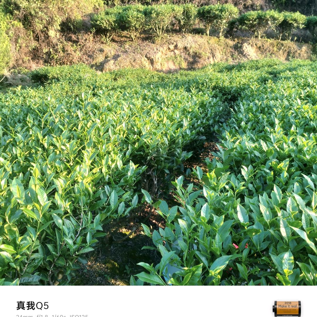 客家绿茶