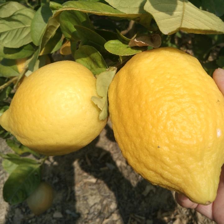 茉莉花