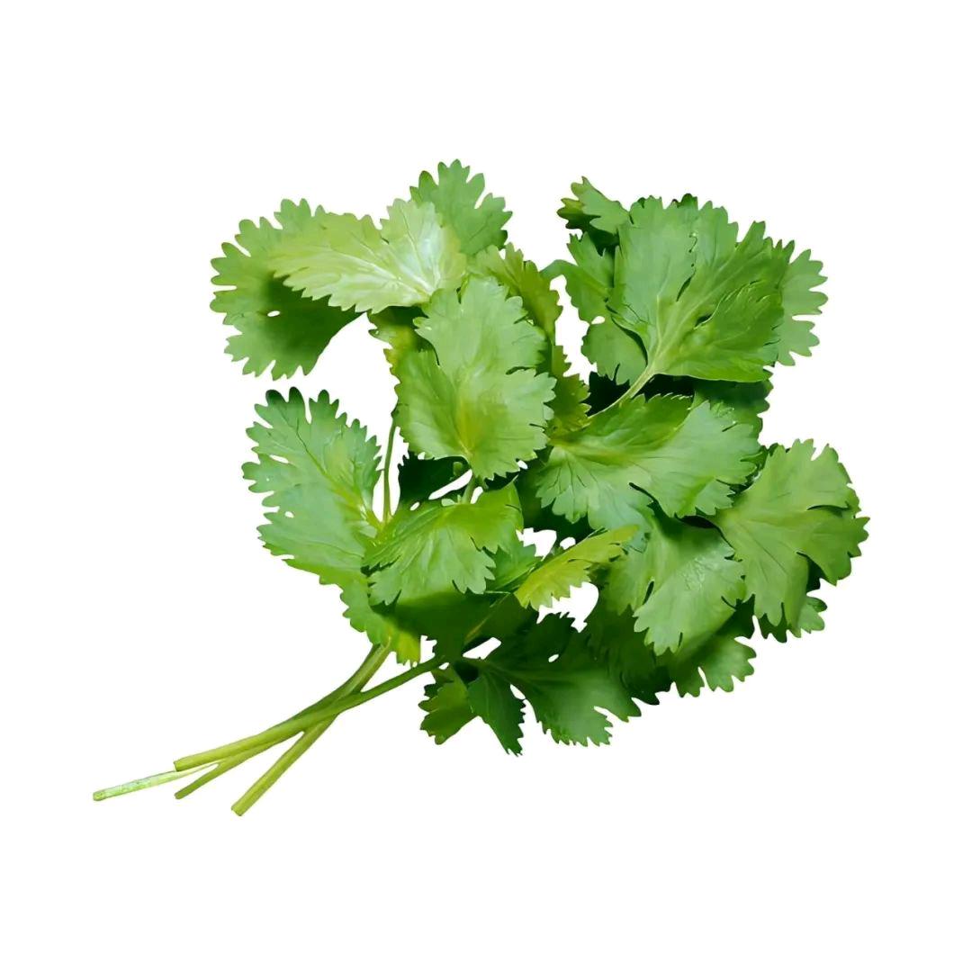 全世界无敌种香菜高手
