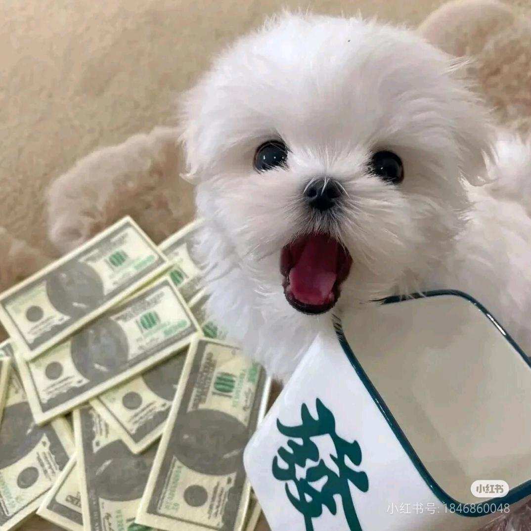 淘气小狗（救助毛孩子版）