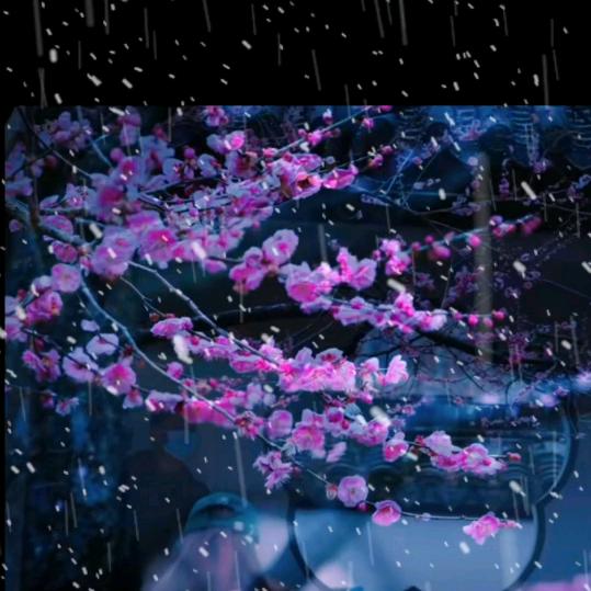 梅开迎雪更《艳红》