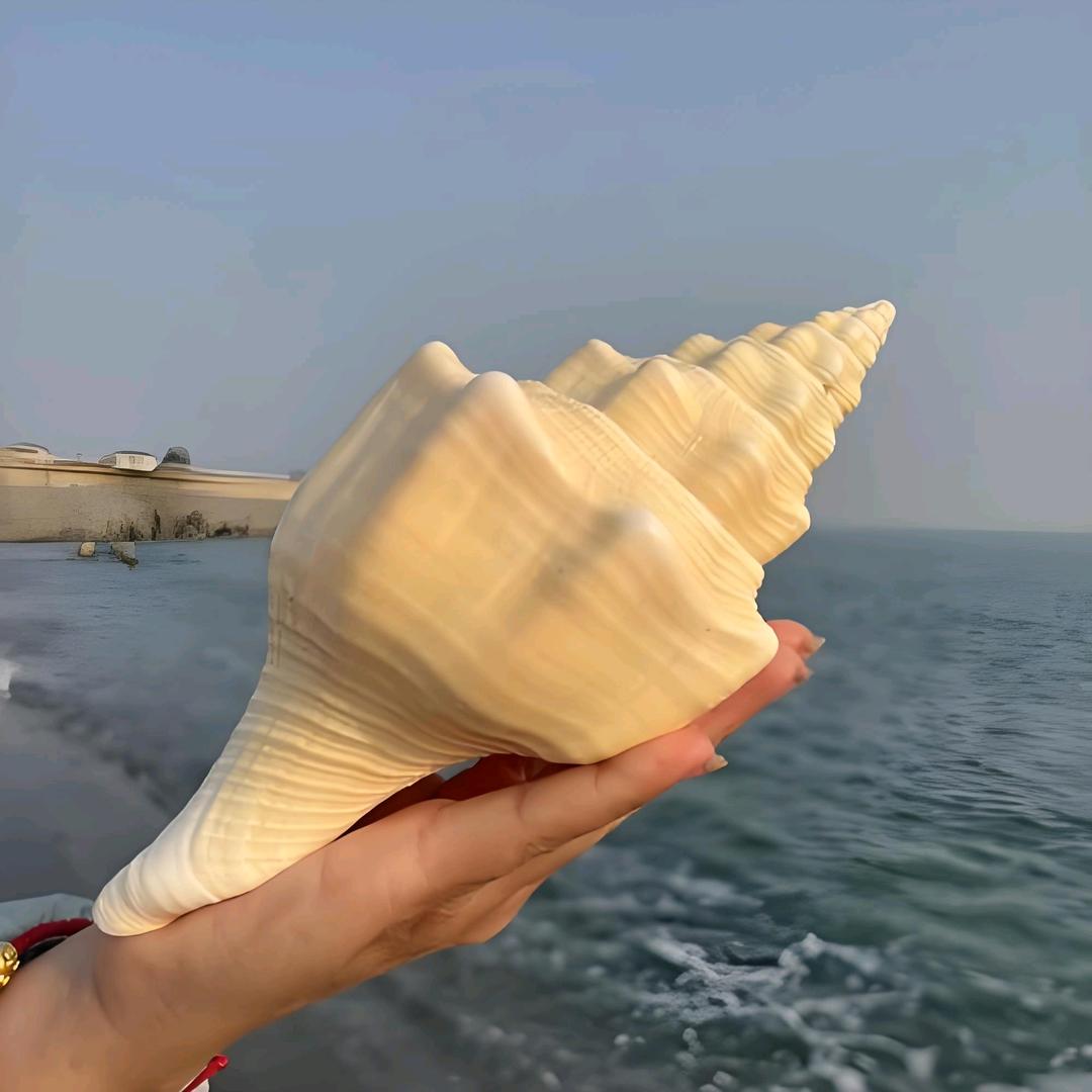 龙宫宝藏贝壳海螺工艺品天然标本DIY