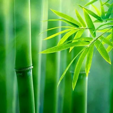 花开富贵  🌸十二年资深月嫂