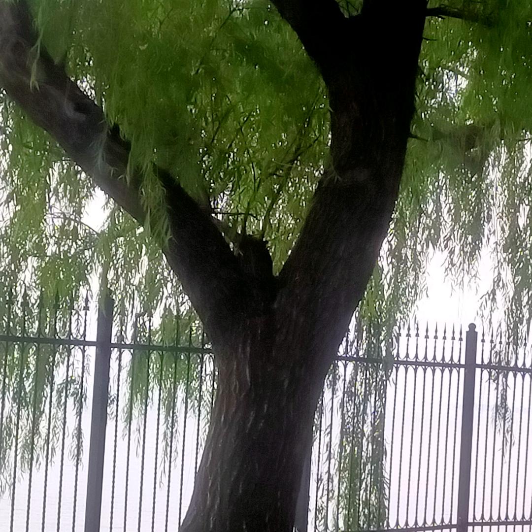 A王者@本岳