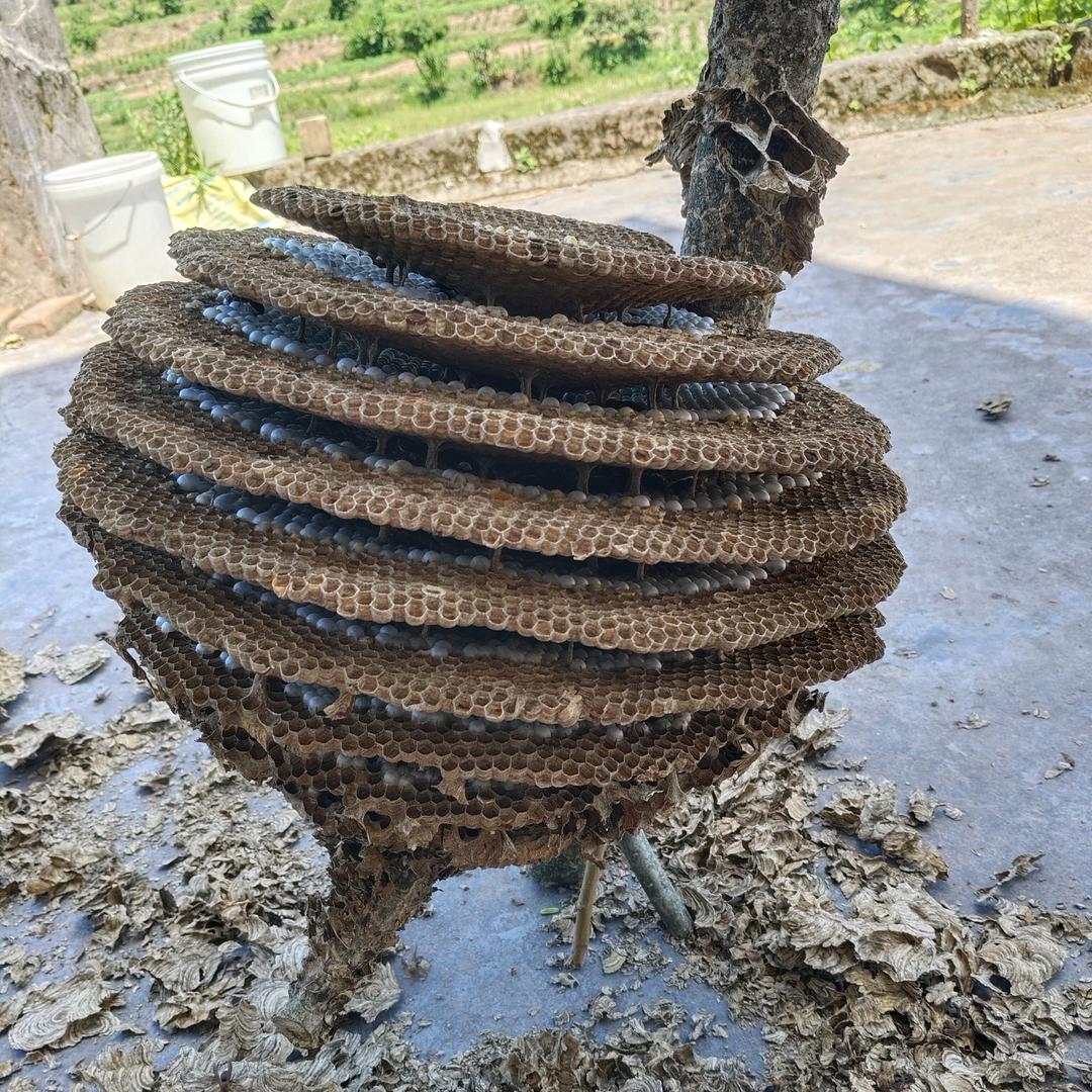 唐二娃搞蜂🐝🐝🐝