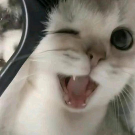 竹锦仙
