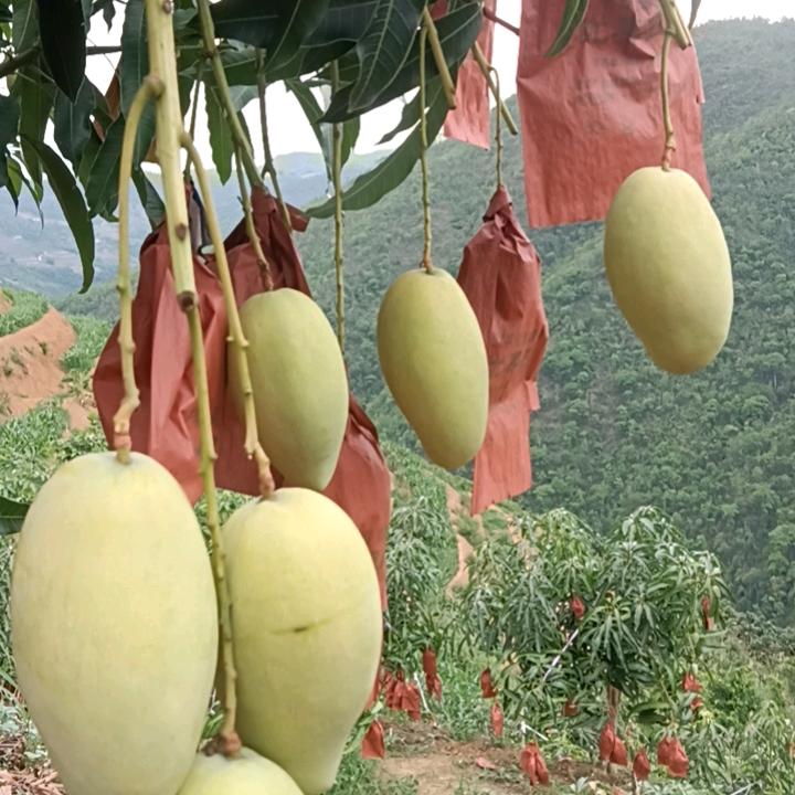 云南丰云农牧