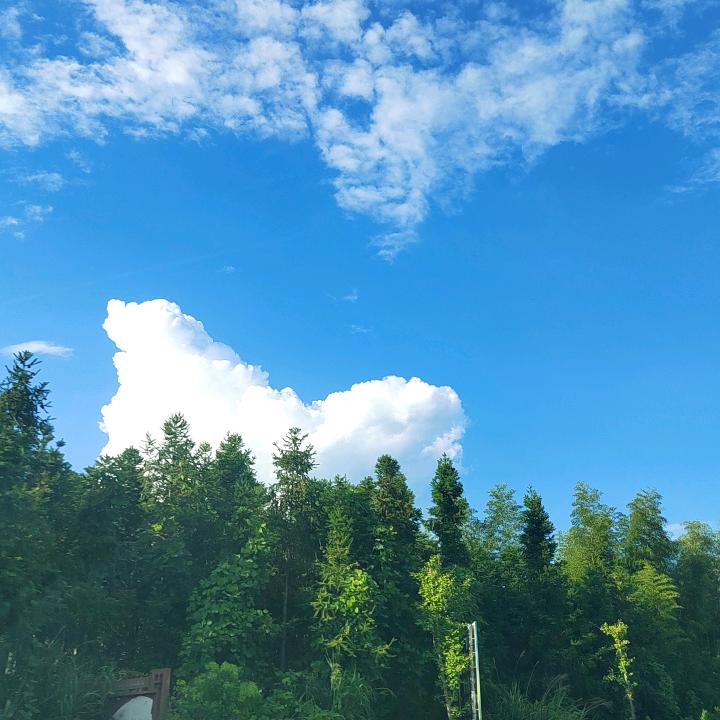 禾苗