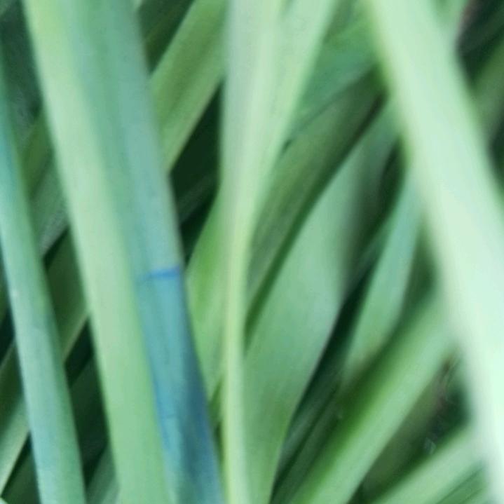 疏菜老黄