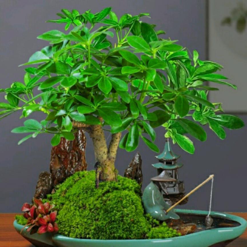 小丑🤡的花园