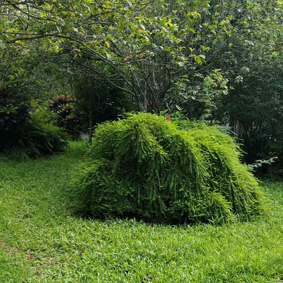 四川强哥