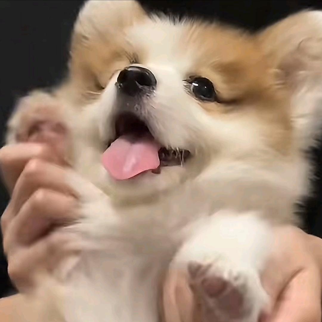 晶一下就get🥕🌰