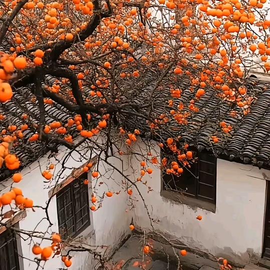 A🦋ꦿ໊柿柿如意🦋ꦿ໊一互关