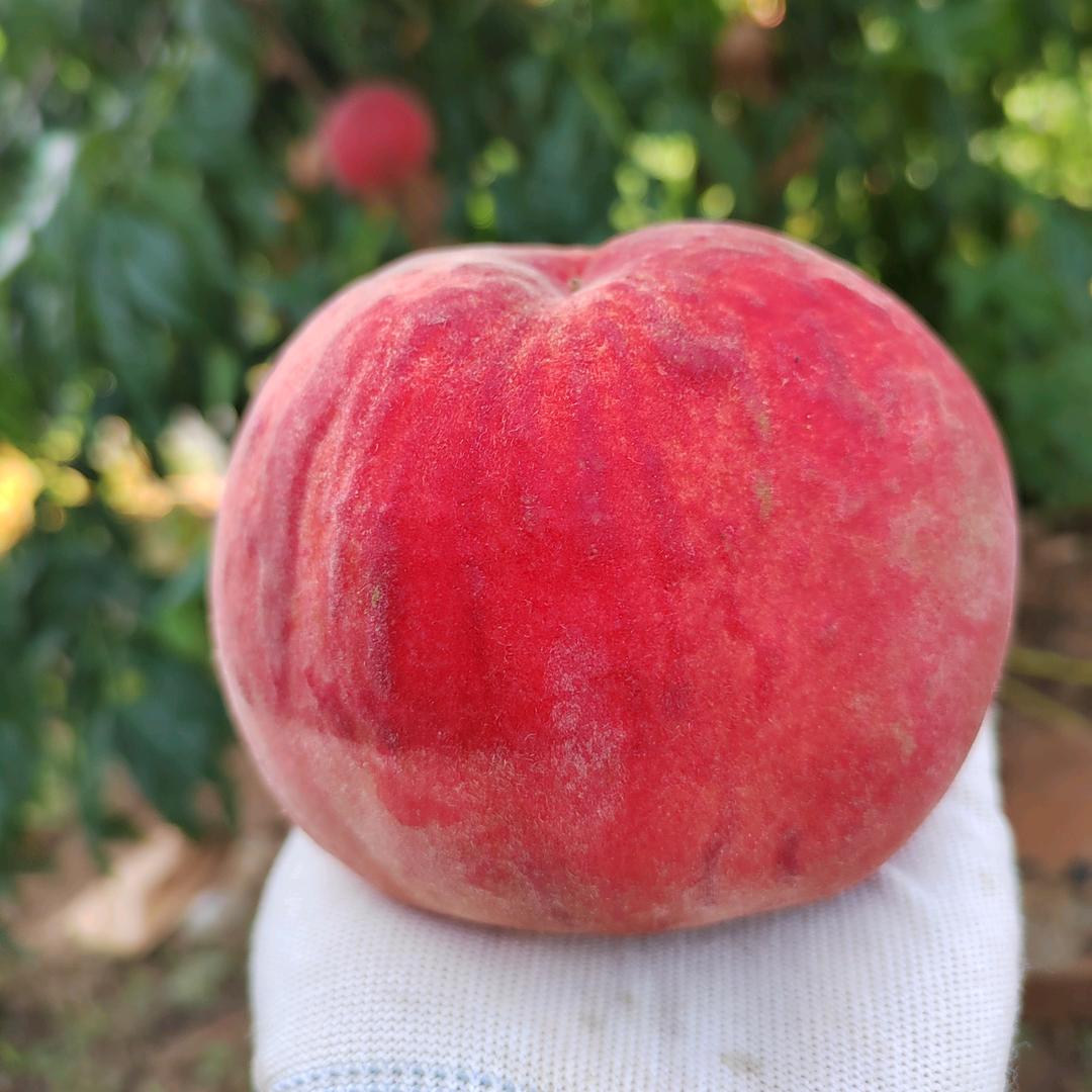 华阳山肥桃采摘园