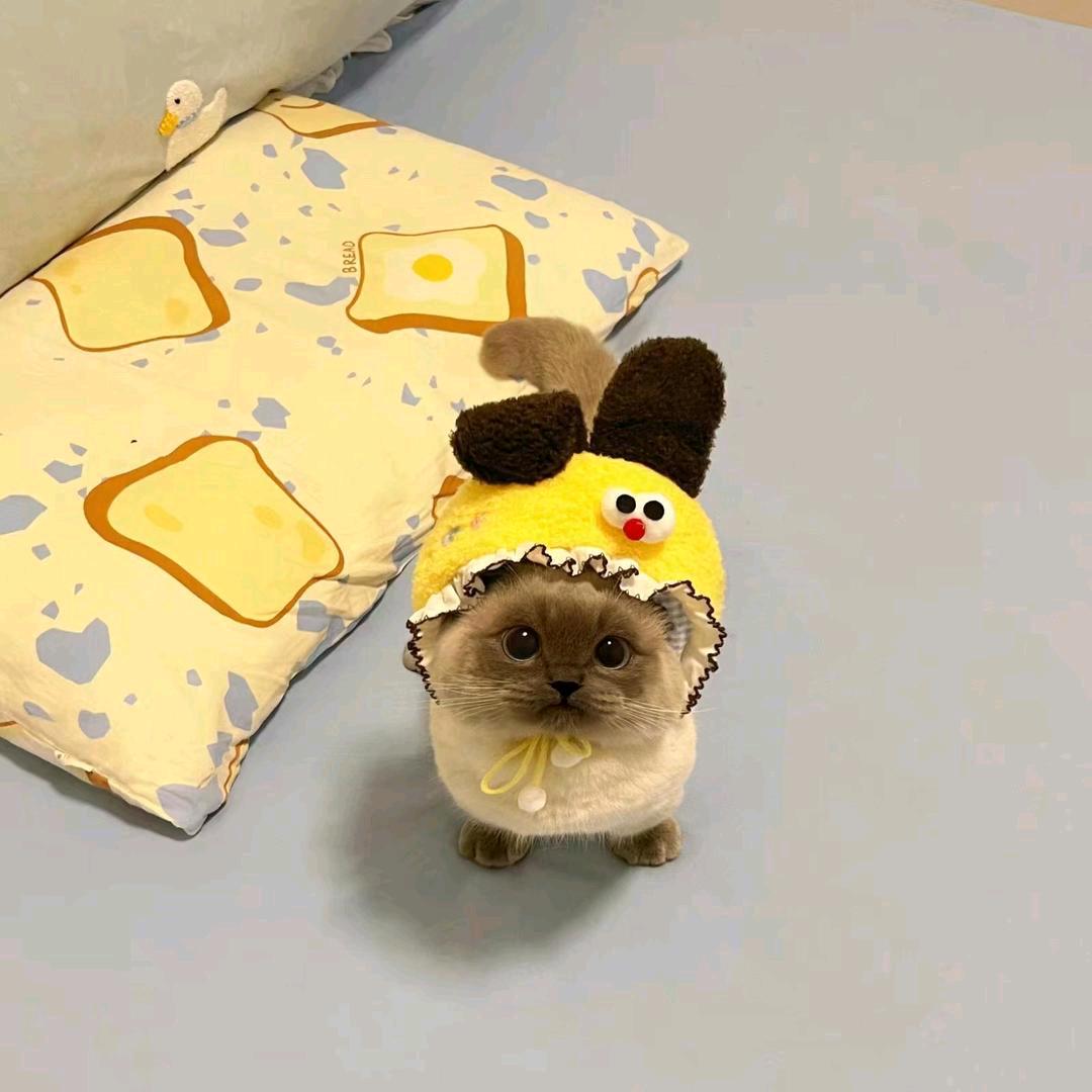🐾