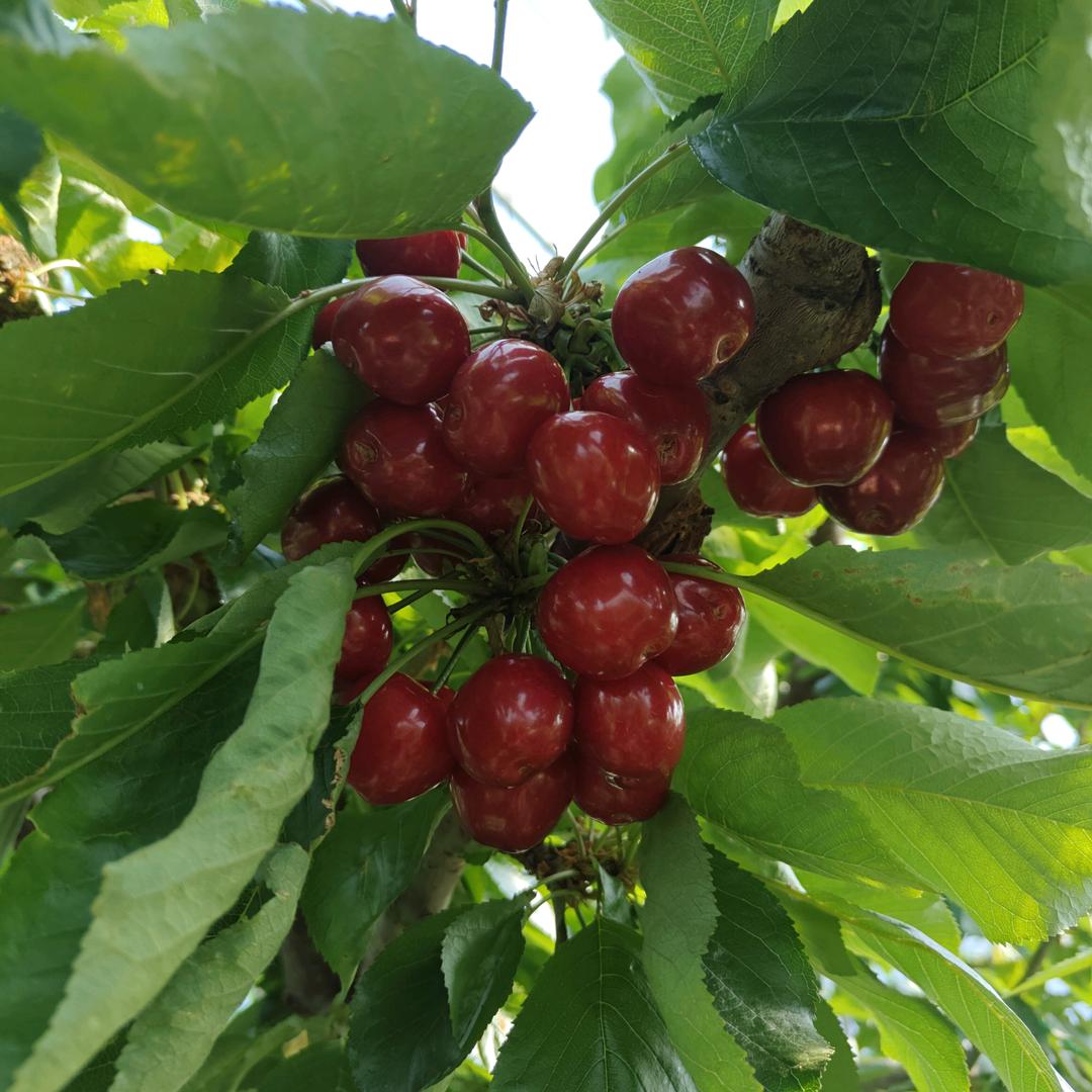 昌盛果业《好物分享》
