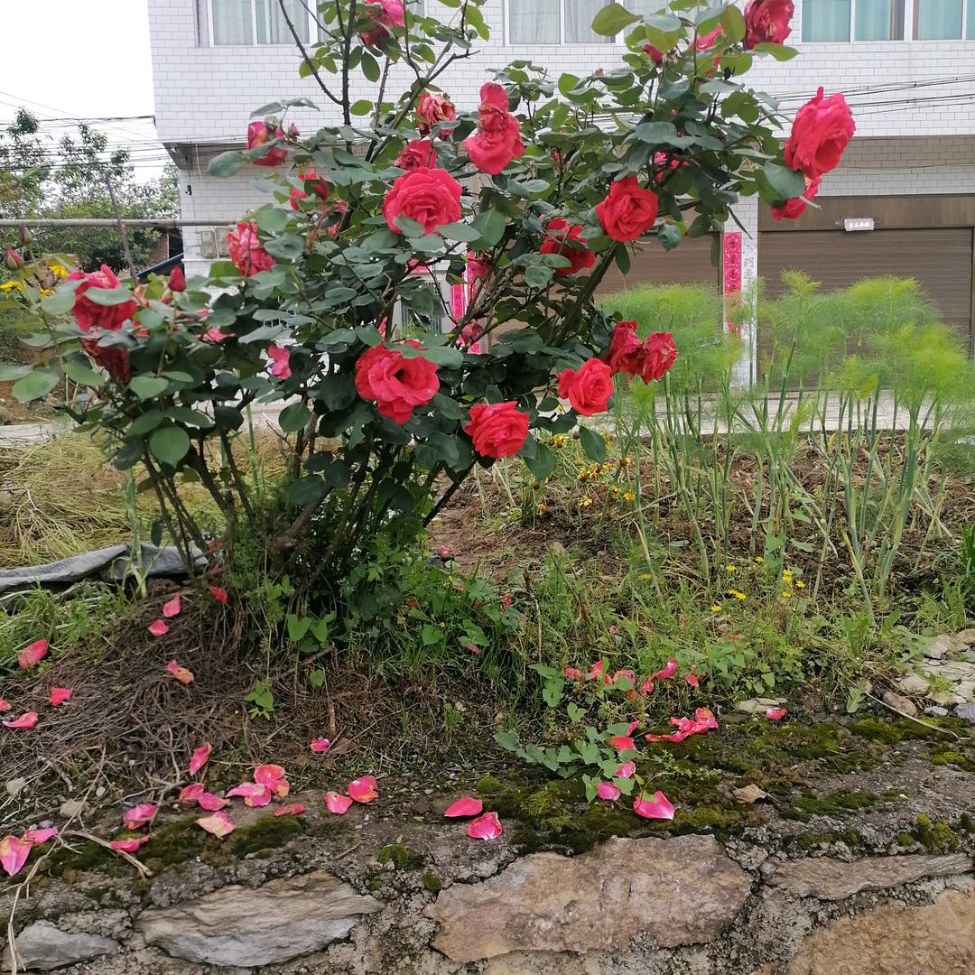 微笑掩盖不了泪～痕