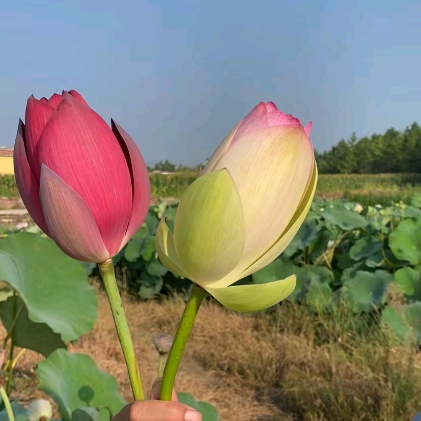 养荷花的猫头鹰