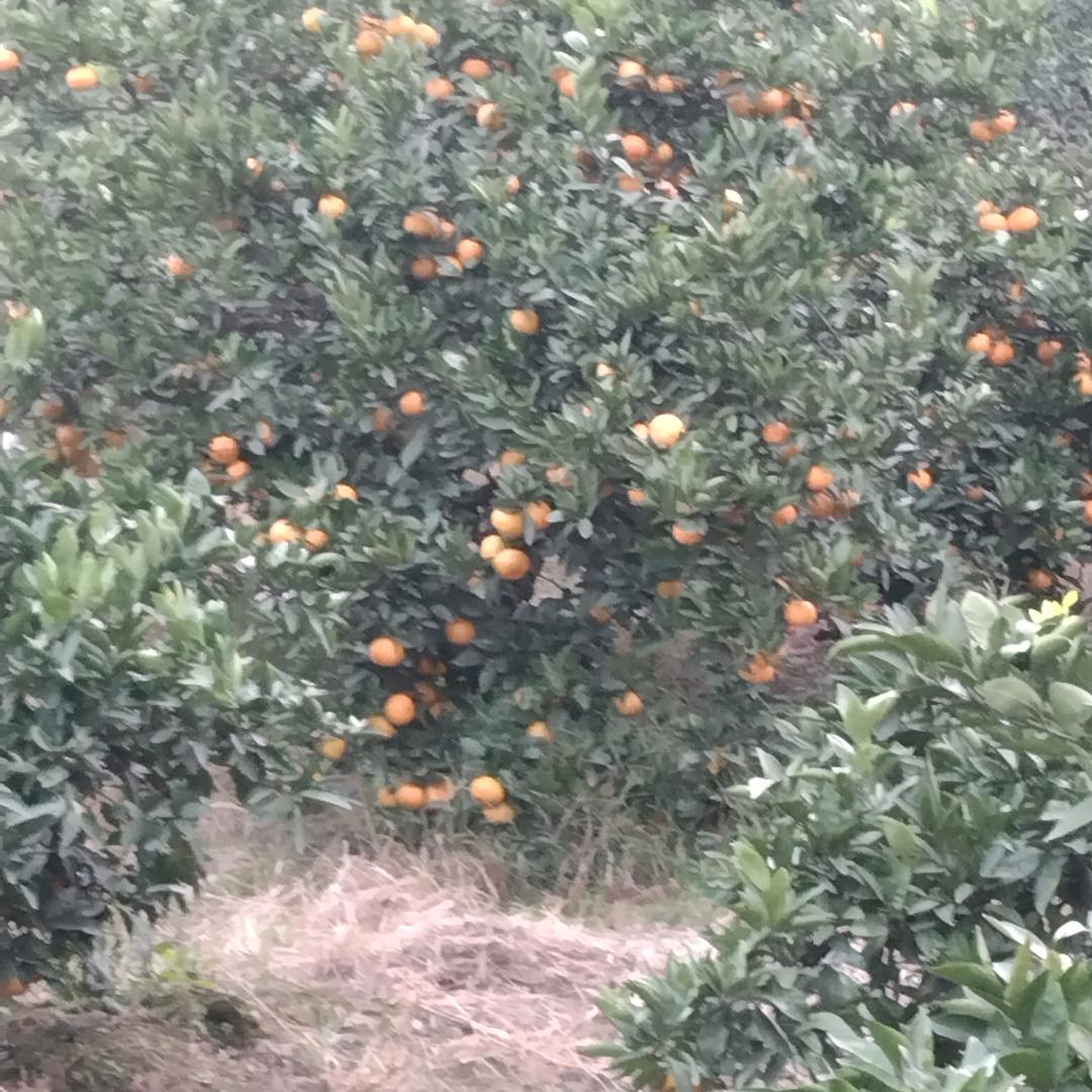 费哥