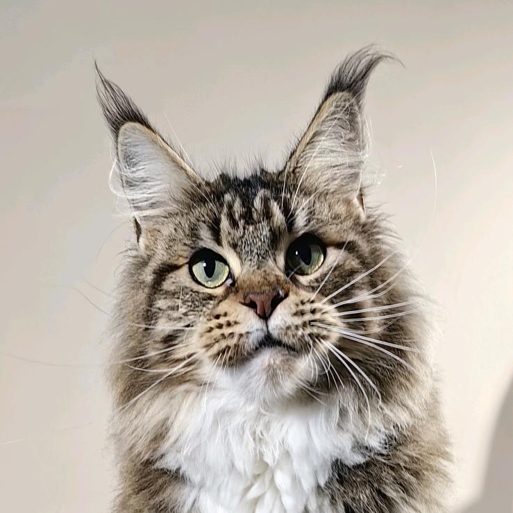 熊熊库恩赛级缅因猫舍