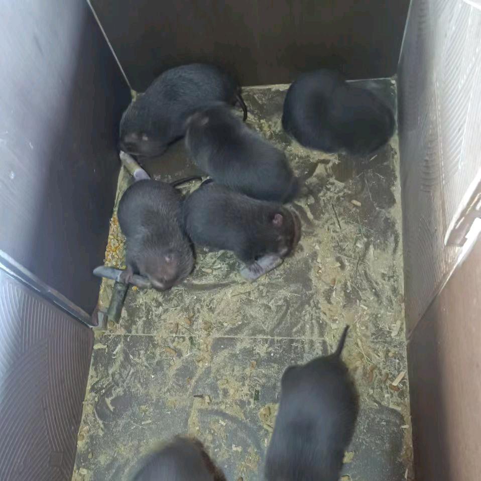 东泉竹鼠养殖  瓷砖批发