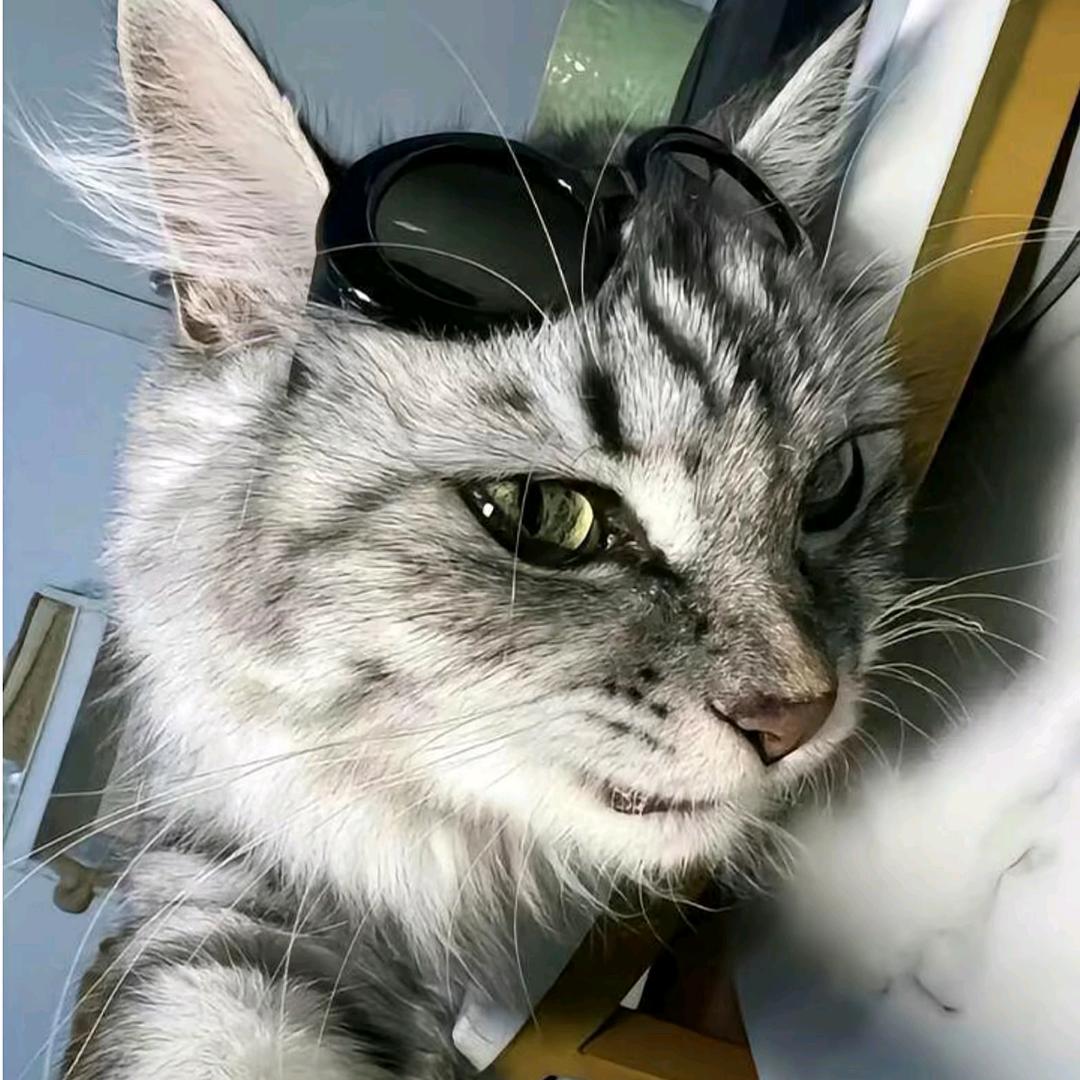 丑鸽（啥都玩-啥都拍）