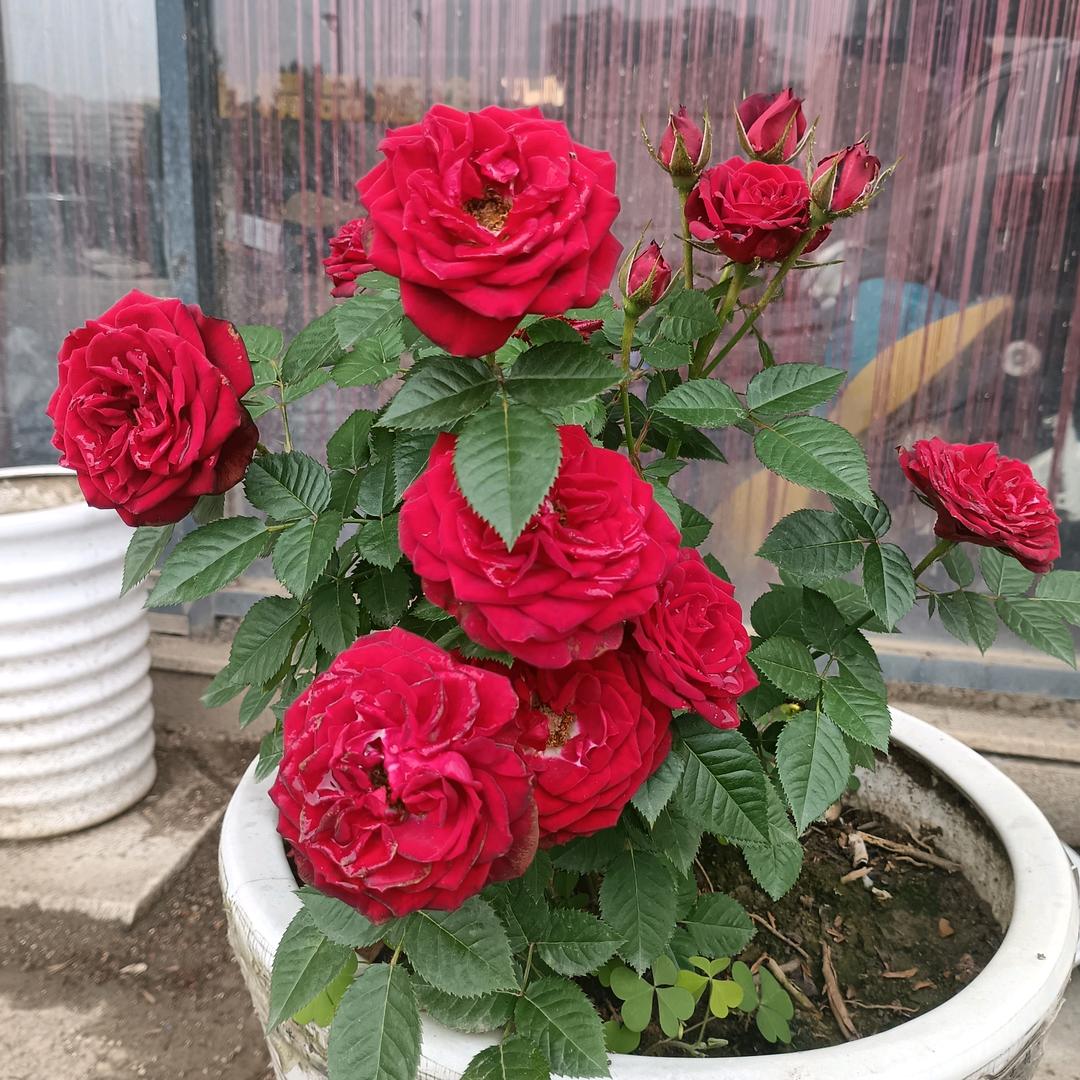 一场相遇，一生回忆