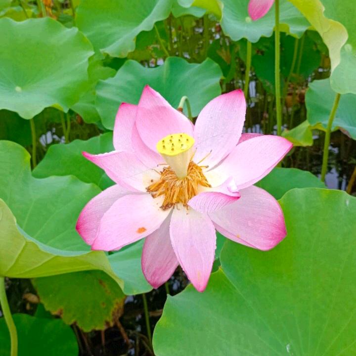 诗情画意A🌹🌹