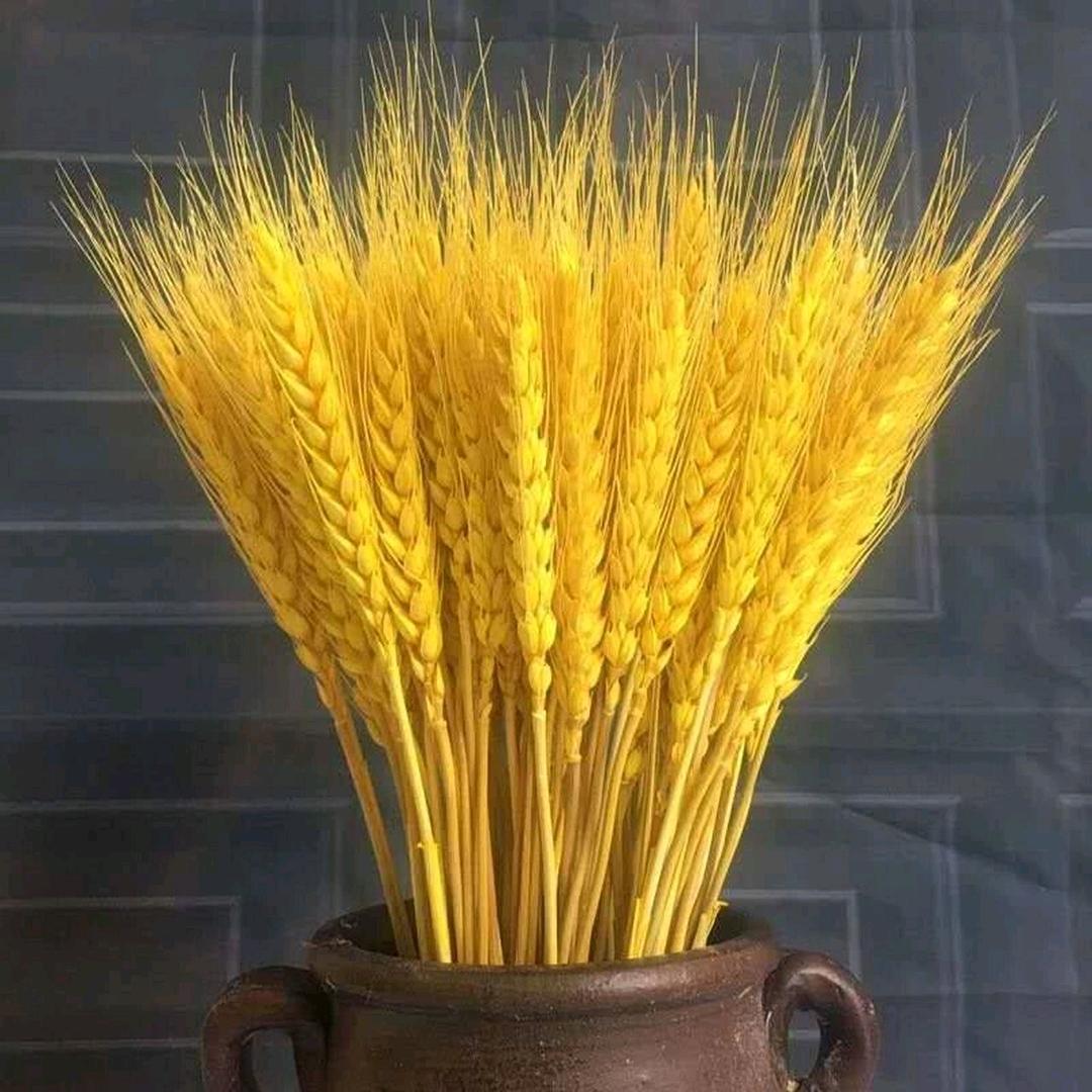 燕姐姐