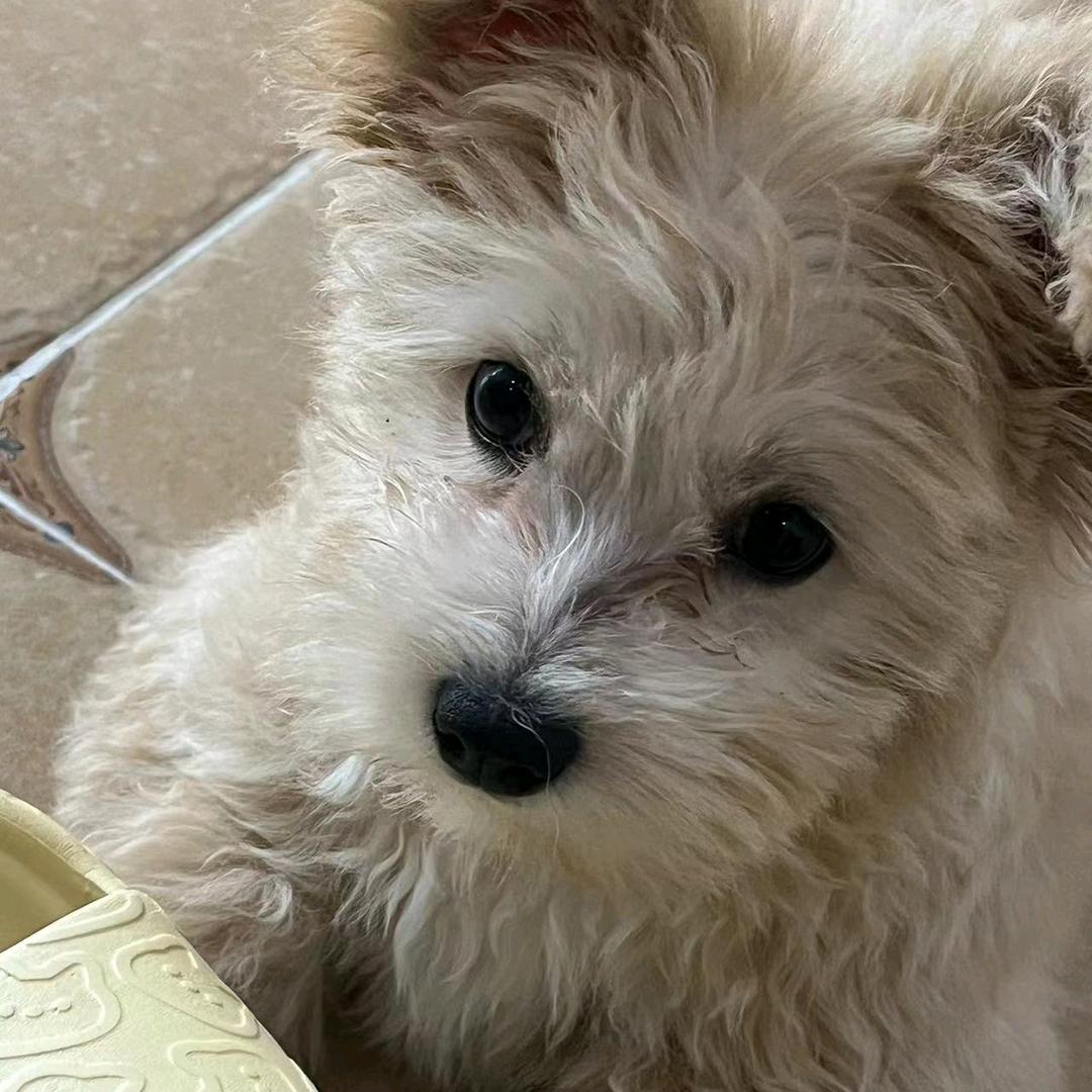 桑出息